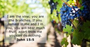 how to be a fruitful & victorious christian, fruitful and victorious, fruitful christian, fruitful victorious christian, john 15 5, jesus is the vine